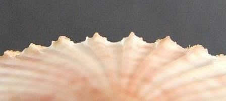 Aequipecten opercularis audouinii